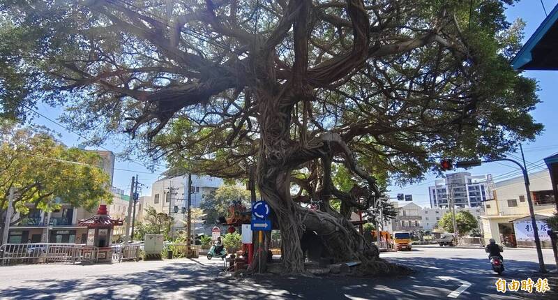 台中后里老樹「撞臉神獸」 百年樟樹爆紅