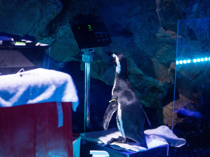 卡哇伊!台中海洋館企鵝排隊健檢 量體重、抽血萌樣曝光