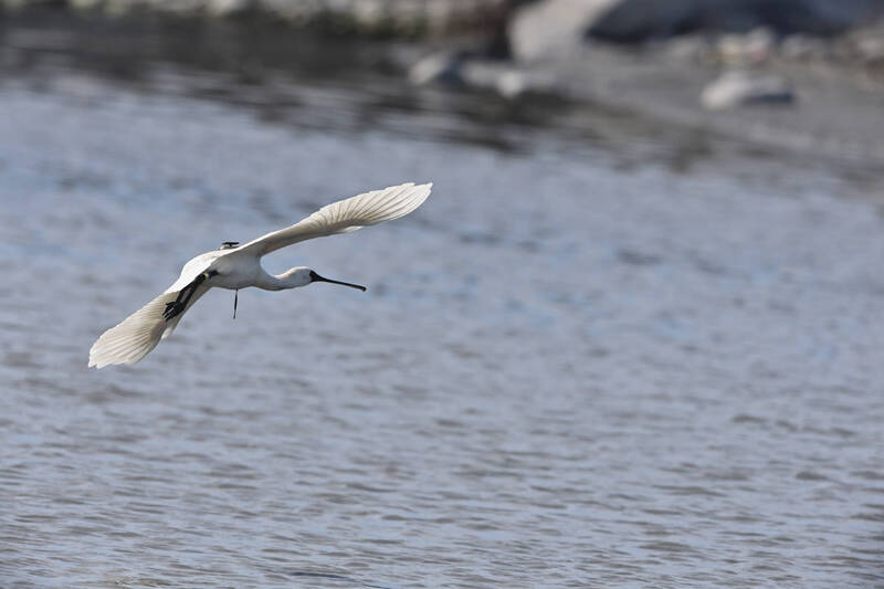 「韓國留學生」黑琵「揹書包」 前兩年去嘉義、今年現身台東