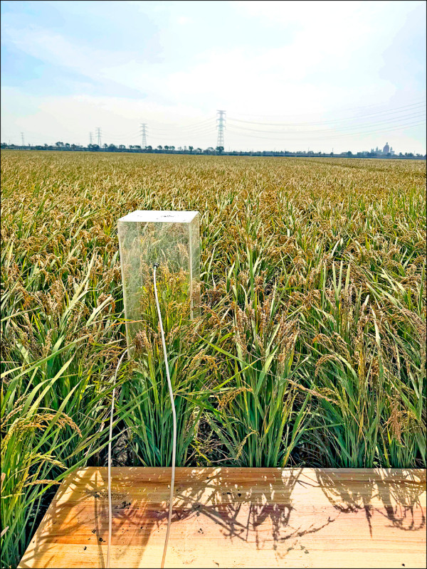 大埤水稻導入益生菌 碳排減產量增