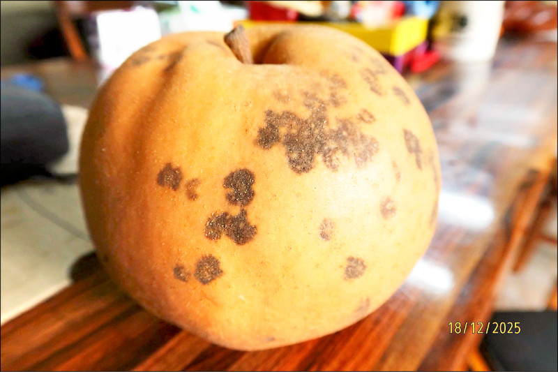 梨山雪梨現黑斑 果農:風味更佳