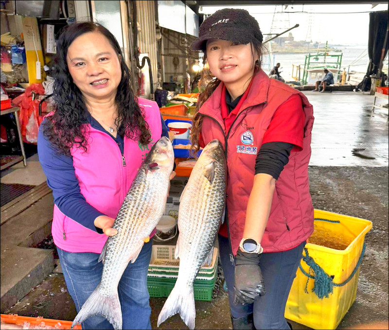 彰化漁民捕獲4千尾烏魚 賺進200萬