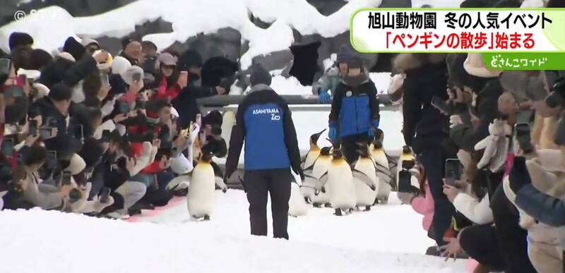雪季限定!日本動物園企鵝搖屁屁出巡健身 萌翻遊客