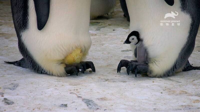 皇帝企鵝「鵝童」比去年少70%!南韓極地研究所曝消失原因