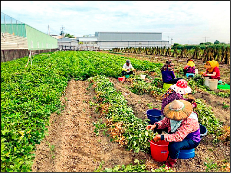 藍綠競加碼 老農津貼不排除增至1.5萬