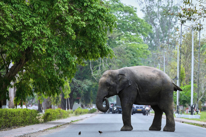 印度火車撞死7頭大象