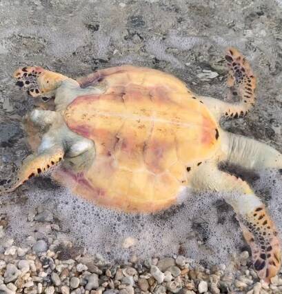 網傳碰觸保育玳瑁屍體違法？海保署這樣說