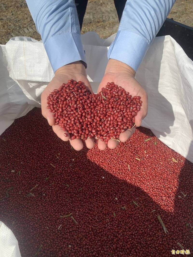 萬丹紅豆今年的品質佳，紅豆大又紅。（記者葉永騫攝）