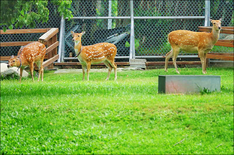 公園原本要養梅花鹿來吸引人氣，卻碰上鹿染病。（資料照）