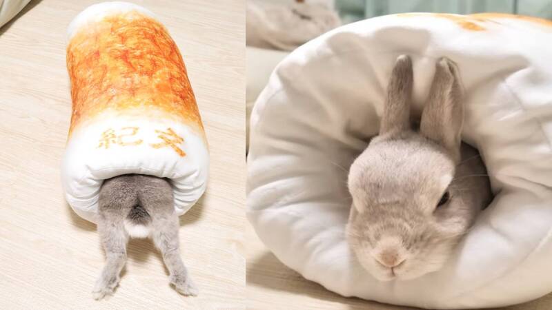 保暖奇招？日本兔兔把自己「塞進竹輪內」萌翻一票人