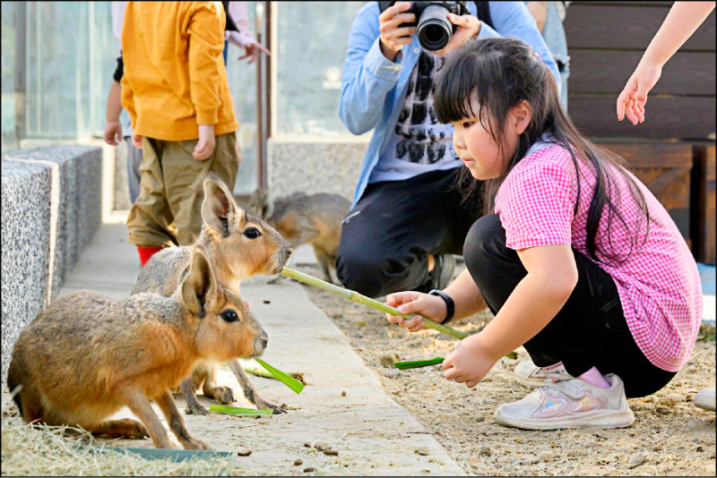 內門野森動物學校 明年1月17日試營運