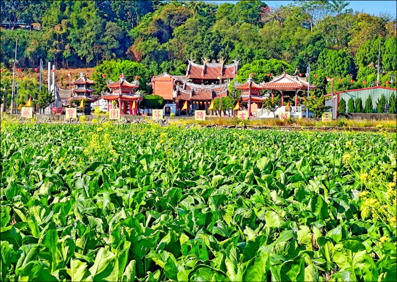 新年好彩頭 芬園1/3萬人拔蘿蔔