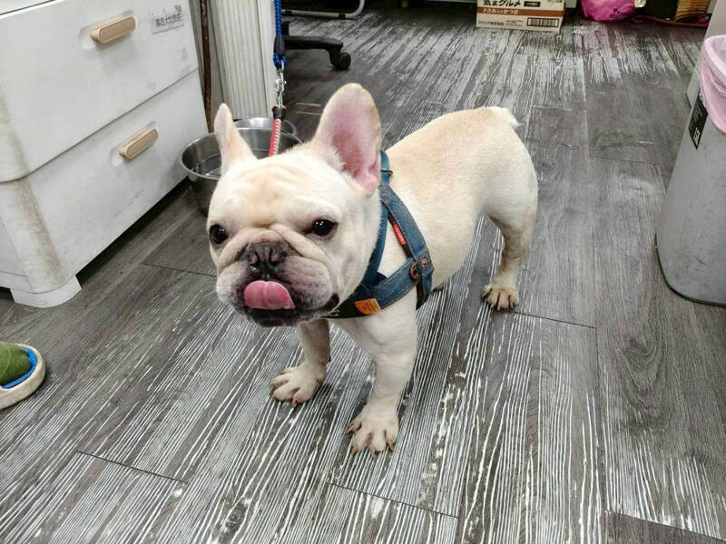 幫寵物犬貓絕育 新北市民、新北認養動物有補助