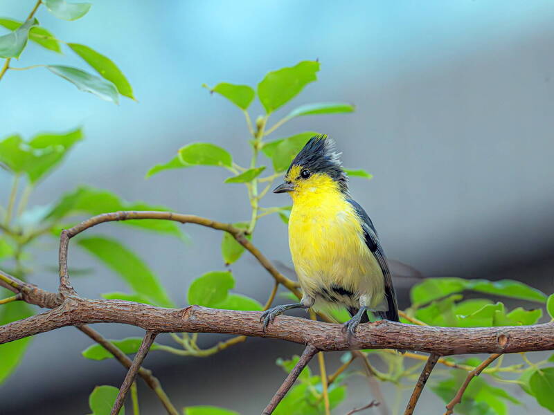 不可思議！成大校園驚現黃山雀   鳥友分析2種可能原因