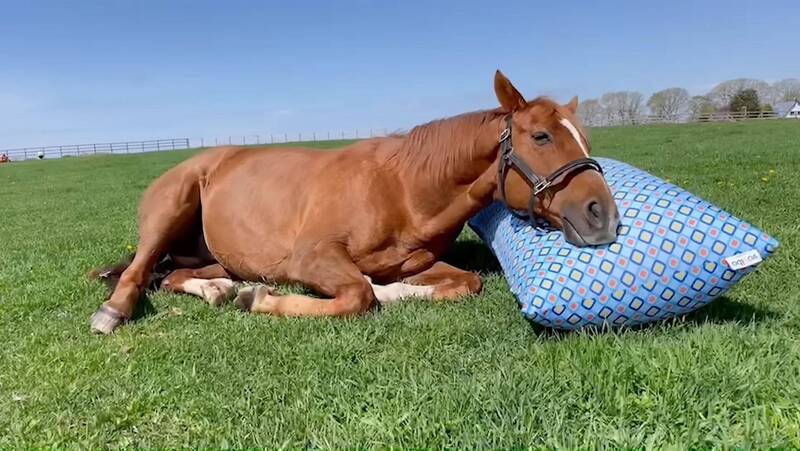 日本退休賽馬Admire Japan在2022年時，被拍到悠哉躺在Yogibo懶骨頭上面睡覺，逗趣萌樣在網上掀起熱烈討論。（圖擷取自@「Yogibo / ヨギボー」YouTube）
