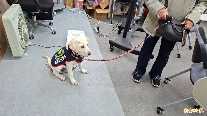 注意萌犬出沒!新竹寄養媽帶小小緝毒犬與人互動 培養嗅覺判斷