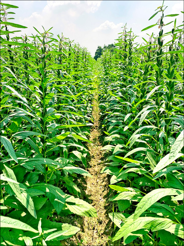 新芝麻台南2號 可機械採收淨收益增逾35％