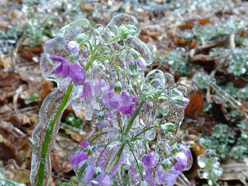 武陵農場凍成水晶宮。(武陵農場提供) 武陵農場凍成水晶宮。(武陵農場提供)