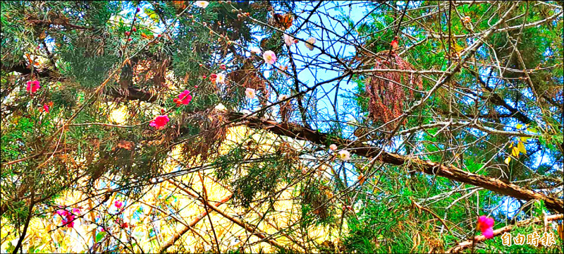 武陵農場蠟梅盛開 福壽山鴛鴦梅綻放