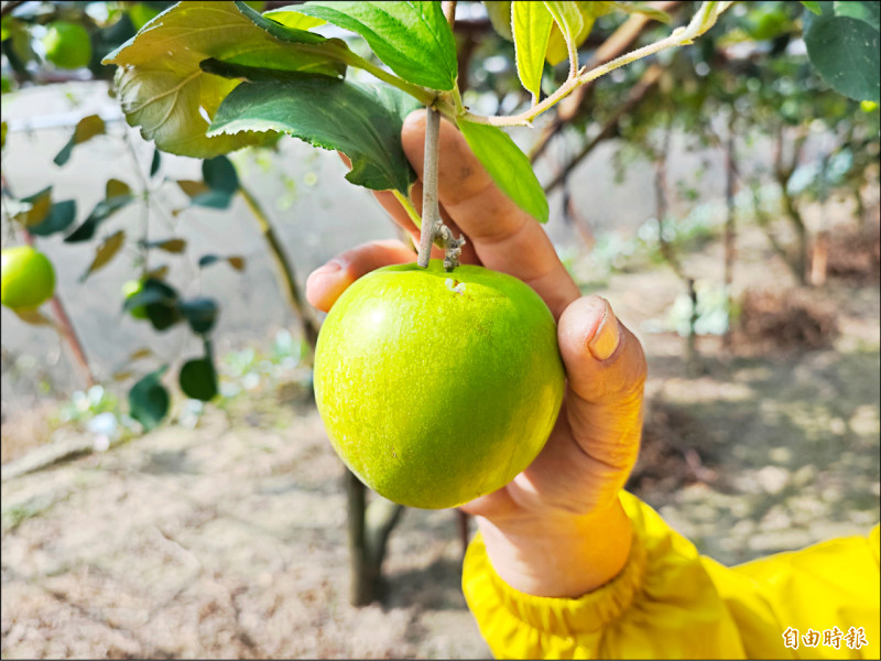 台南蜜棗產季 「雪麗」搶年貨商機