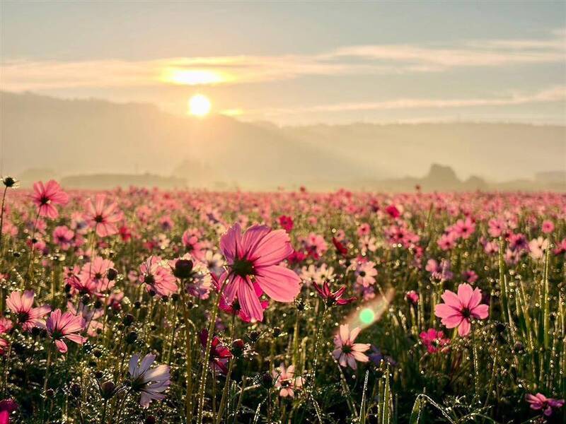 轉進鄉間有驚喜! 彰化283公頃花海秘境大公開