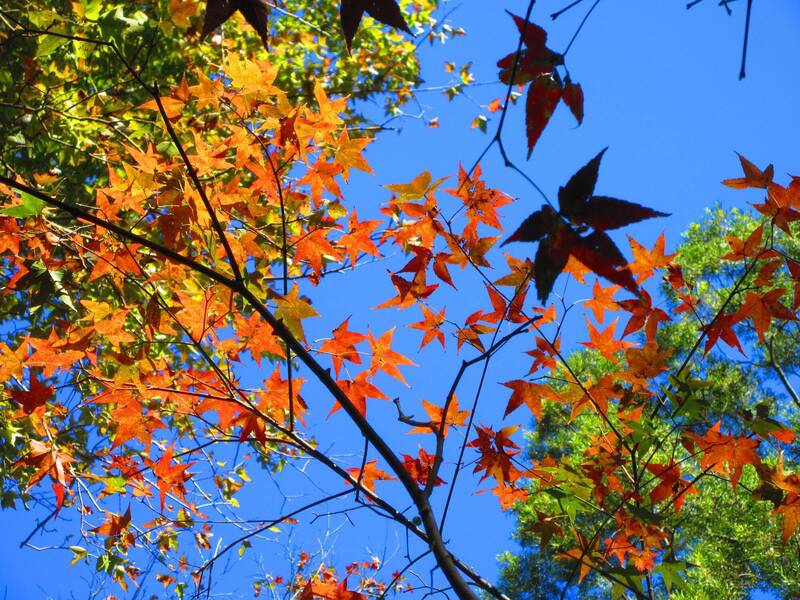 賞楓來新北!汐止拱北殿、三峽滿月圓國家森林遊樂區楓葉悄「換妝」