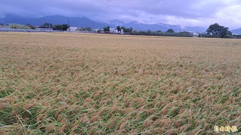 有機肥放太多反成冤大頭！稻田底肥過量恐誘發稻熱病減產3成