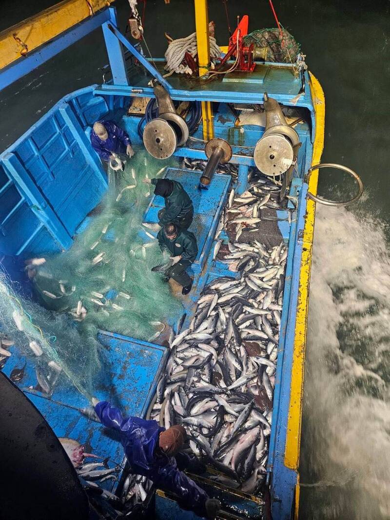 寒冬與巨浪搏命！彰化漁民再抓4000尾「烏金」單趟進帳200萬