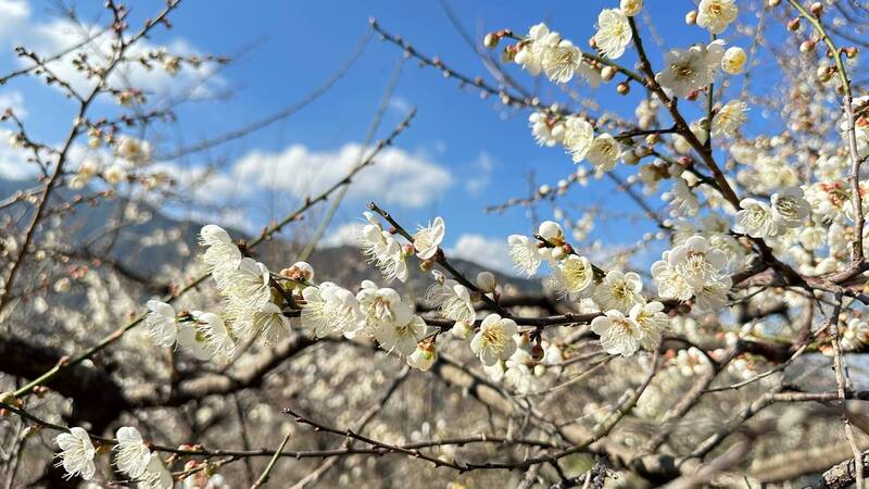 南頭新義郷の梅の花は一連の冷気の影響を受け、花の状態は4%から50%に達し、その中には外側の平坦な峰梅地区には雪のように白い花が咲く海景があります。 (新一翔農民協会提供)