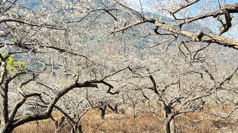 南頭新義郷の梅の花は一連の冷気団の影響を受け、花の状態は4%または50%に達し、その中には外平頂梅区の雪のように白い花の海景があります。(新義郷農民協会提供)