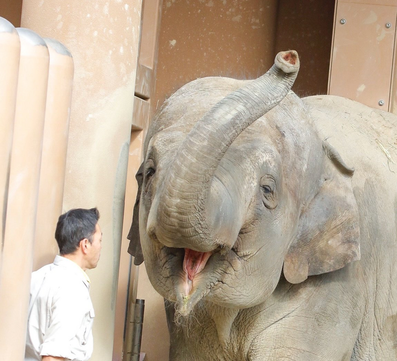大象朝飼育員「甜美燦笑」 融化13萬人:好像戀愛中少女