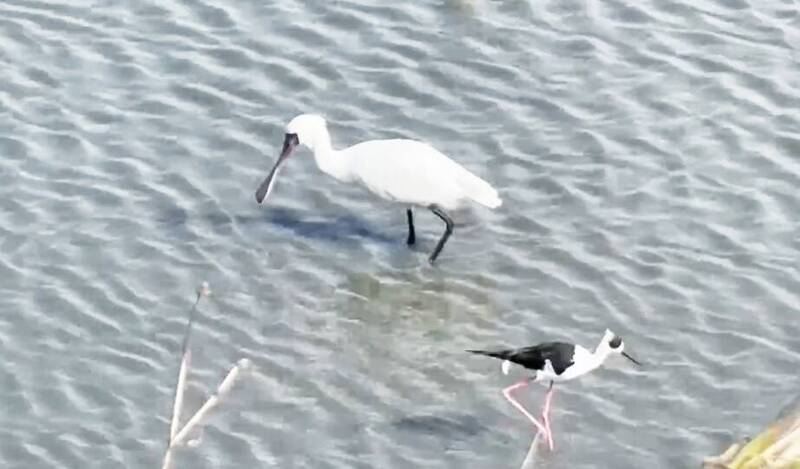 手機也能拍到!布袋黑面琵鷺近距離萌影曝光