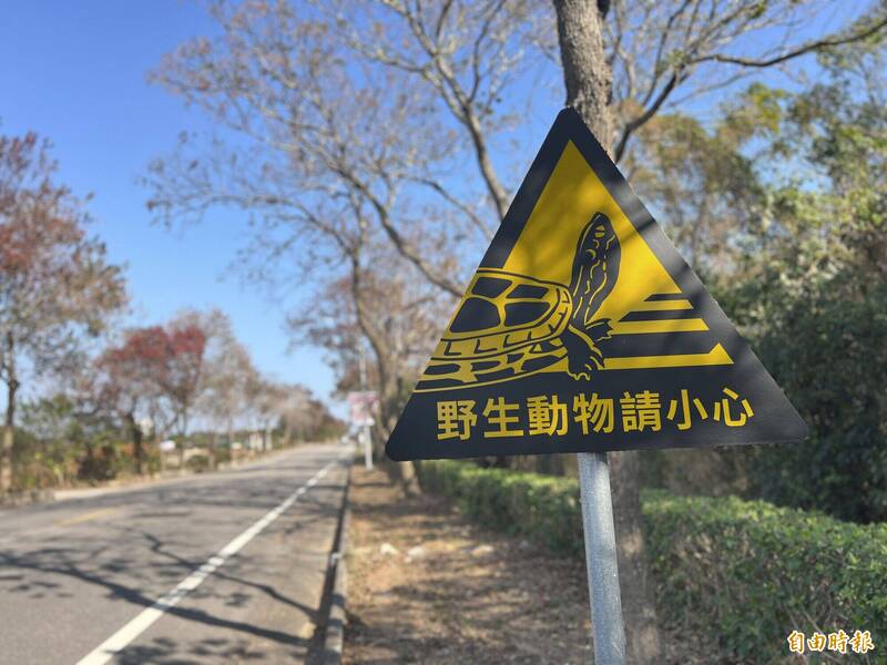 野生動物請小心! 金門「金龜」警示牌怪怪的 民眾笑稱:給駕駛看嗎?