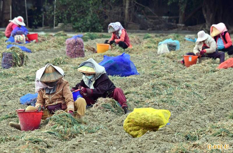 歹年冬!台南紅蔥頭早蔥上市 量減價跌原因曝