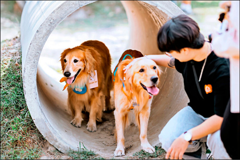 動保法修正案》虐待動物擬最高罰300萬