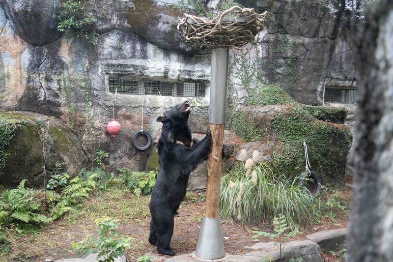 黑熊活動場驚見「怪樹」?台北動物園解答了