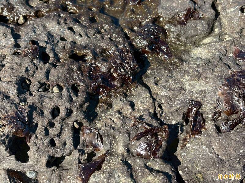 東北角冬季限定 「海中黑金」紫菜正當時