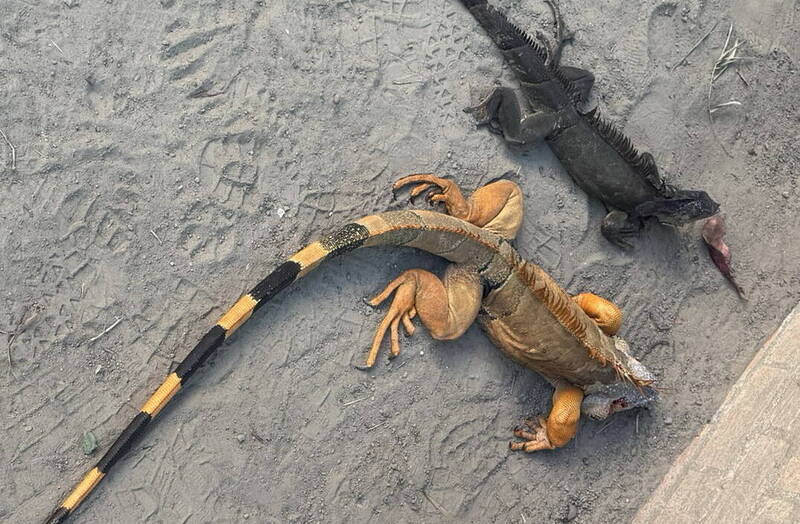 這隻體色偏金黃色的綠鬣蜥與另一隻偏黑的綠鬣蜥一起被捕獲。（南市農業局提供）