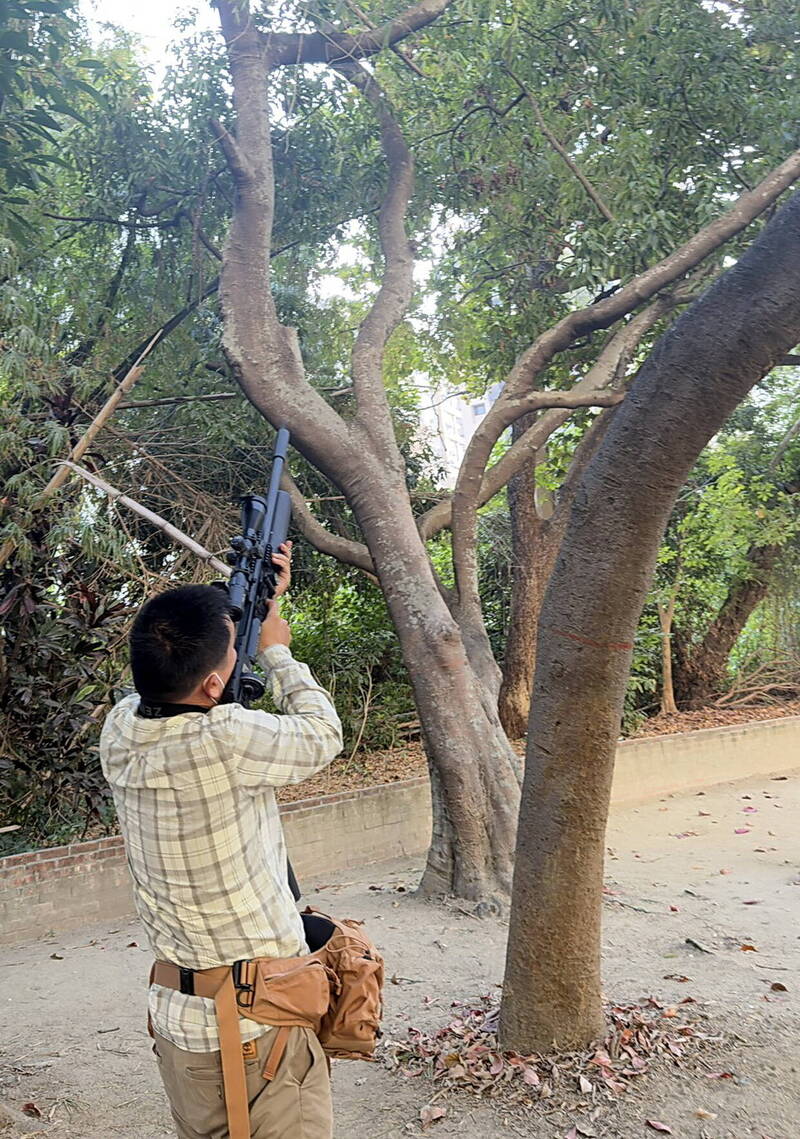 南市農業森保科調派神射手出動獵槍，終於捕獲祥合公園特大號的綠鬣蜥。（南市農業局提供）