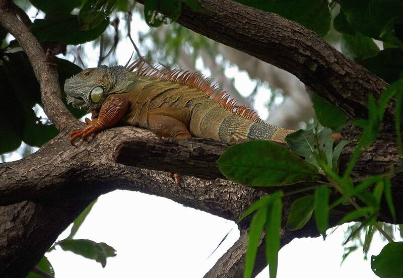 這隻巨無霸綠鬣蜥先前一直躲在高樹上，逃避獵人捕捉。（鳥友謝其良提供）