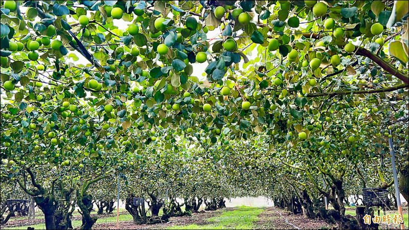 屏東蜜棗上市 產量穩價格親民