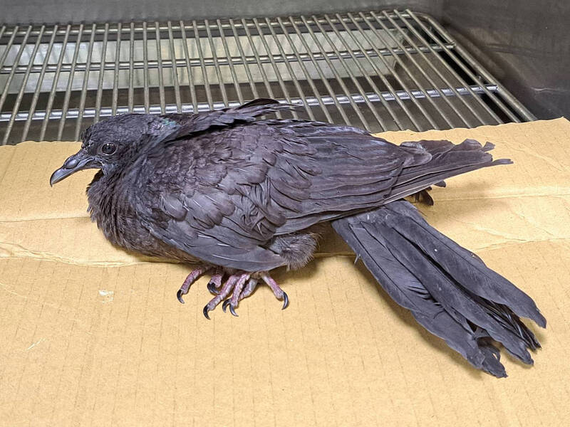 罕見「黑林鴿」撞玻璃重傷 治療2個月重返自然