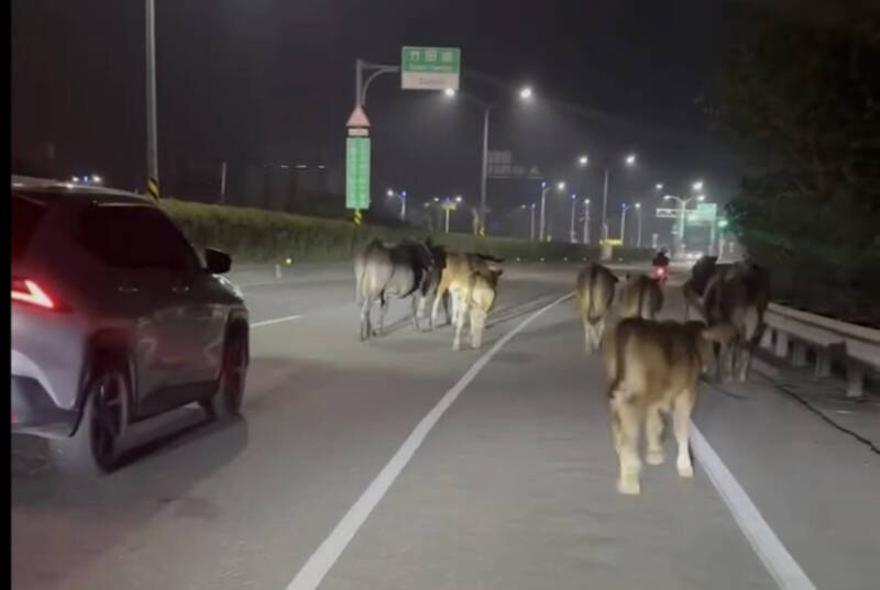 牛群夜闖台一線逛大街 潮州警化身「現代牛仔」