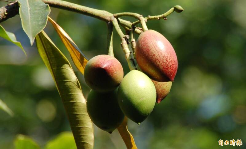 台東民眾路邊撿「百香果」下肚後暈倒 衛生局:恐誤食海檬果