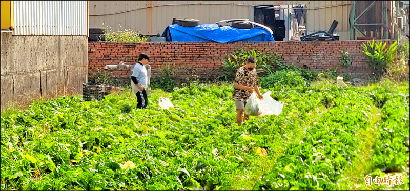 屏東花椰菜玉米價低開放自採