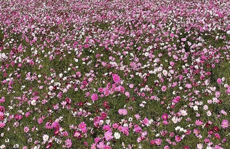 少女心超好拍!國3和美交流道冬季限定 10甲波斯菊全面綻放