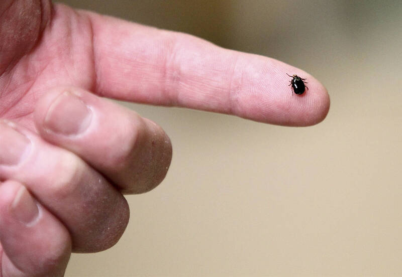 赴日旅遊注意!「蜱蟲病」持續擴散新增至北海道 嚴重恐致死