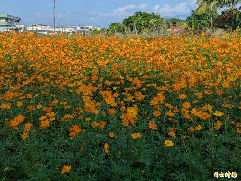 高雄「彩繪大地」54公頃花海  1月底綻放迎賓