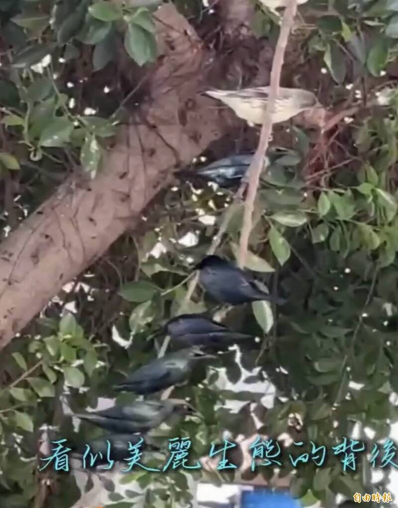 不只白尾八哥氾濫 百隻「紅眼怪鳥」彰市攻城掠地