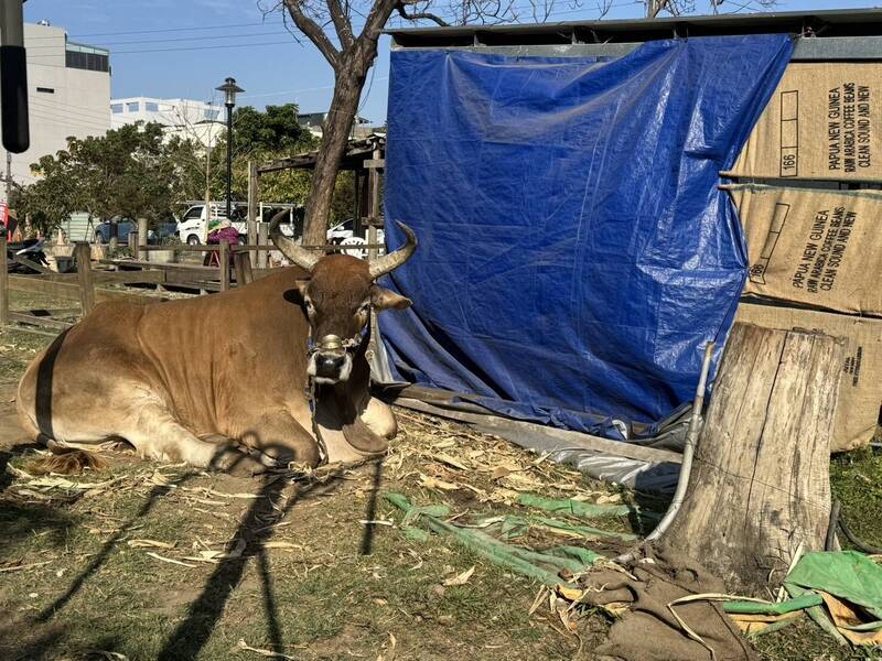 黃牛也要禦寒!帆布、原料袋、玉米殼派上用場